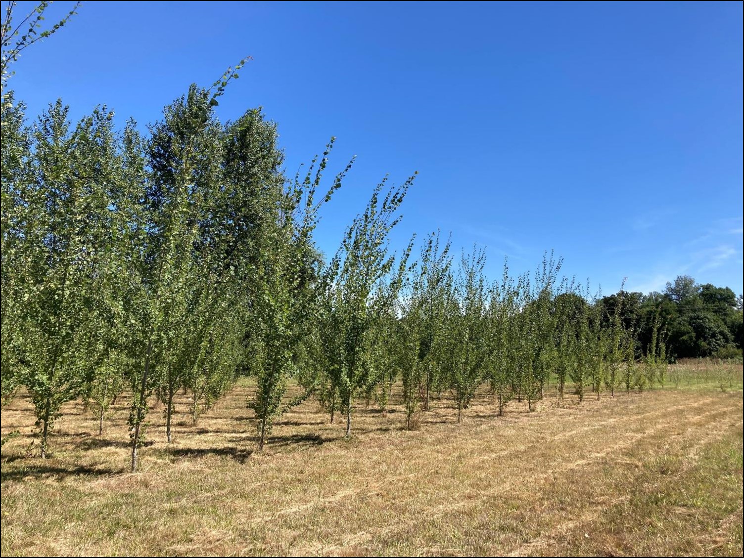 A field trial of transgenic, CRISPR-modified poplars to study genetic containment