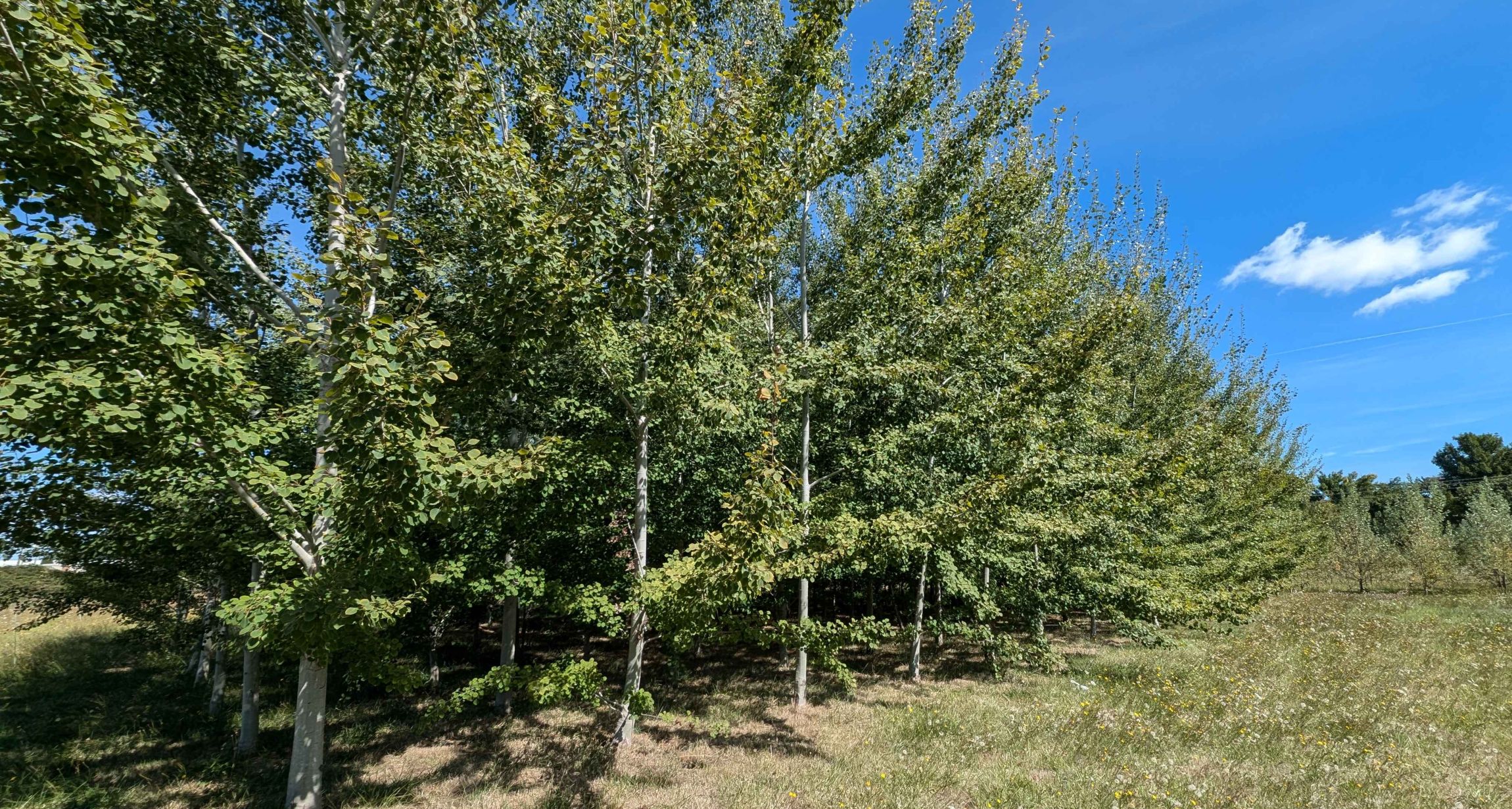 Poplars in a field