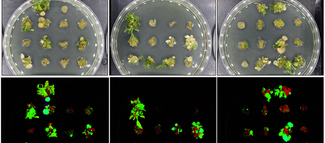 Accelerated development of transgenic shoots in poplar using DEV genes from Agrobacterium.