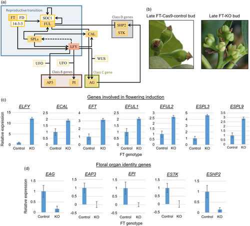 the effects of CRISPR mutation of the Eucalyptus LEAFY gene on floral floral bud morphology and the early floral transcriptional network