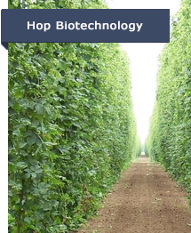 Hop Biotechnology