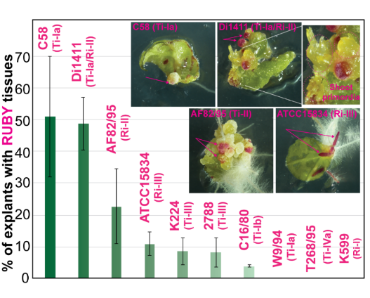 % of explants with RUBY tissues